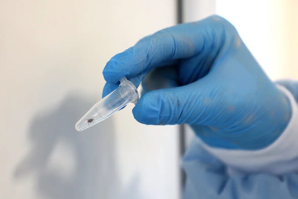 Эксперт Алексеев развенчал миф о клещах, прыгающих на людей с деревьев